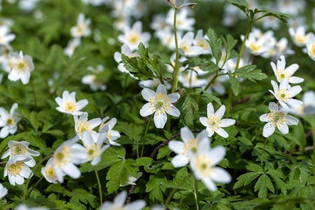 Weiße Frühlingsblumen, die im Wald sprießen