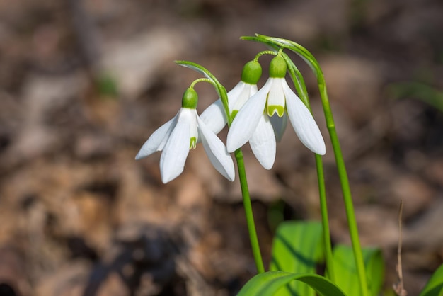 Weiße Frühlingsblumen Schneeglöckchen im Wald