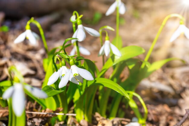 Weiße Frühlingsblumen Schneeglöckchen