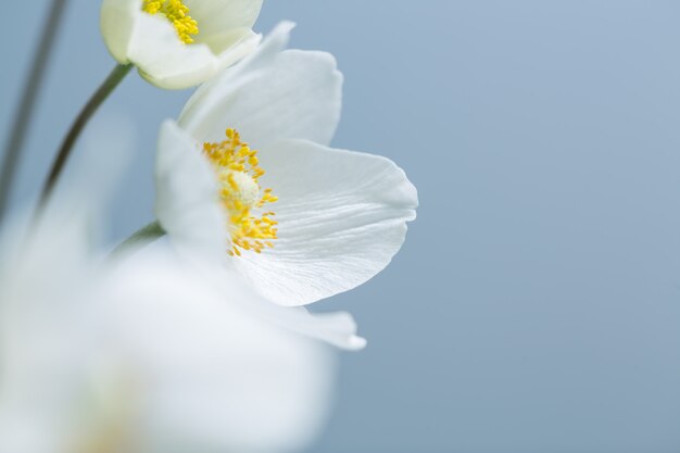 Weiße Frühlingsblumen