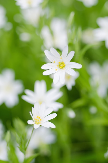 Weiße Frühlingsblumen