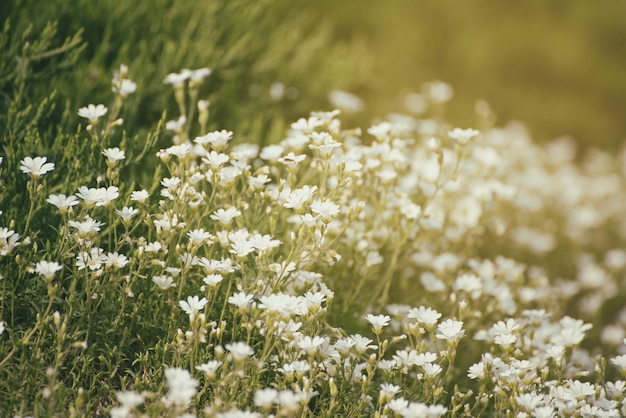 Weiße Frühlingsblumen