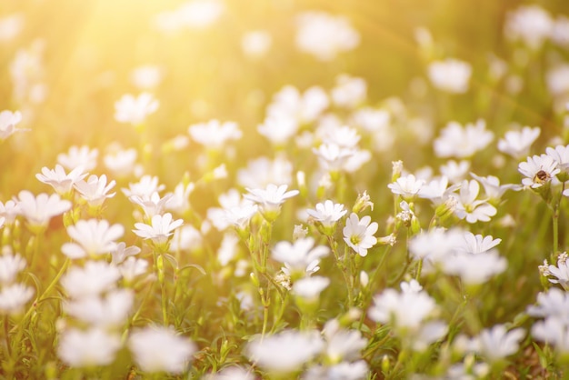 Weiße Frühlingsblumen