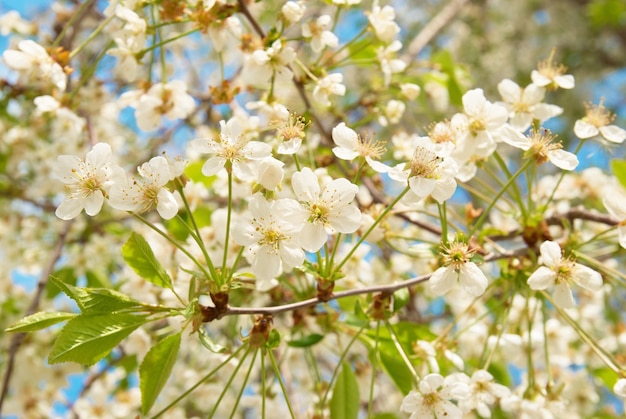 Weiße Frühlingskirschbaumblumen mit blauem Himmel