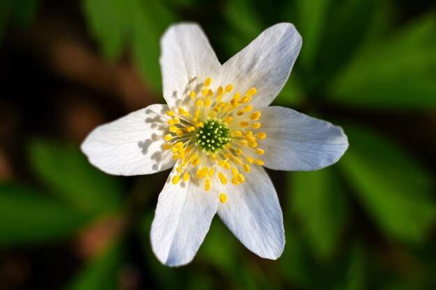 Weiße Frühlingswaldblume der Anemone nemorosa