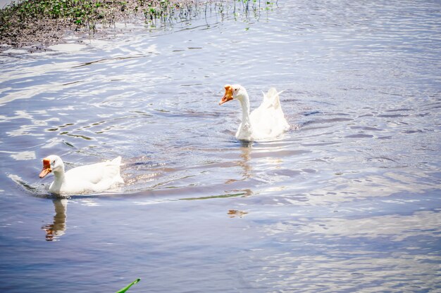 Weiße Gänse schwimmen auf einem natürlichen See