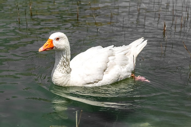 Weiße Gänse schwimmen im See