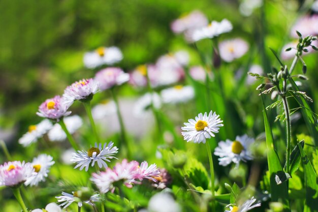 Weiße Gänseblümchen auf einem Hintergrund von verschwommenen grünen Blättern und Gras