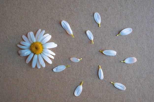 weiße Gänseblümchen-Blütenblätter
