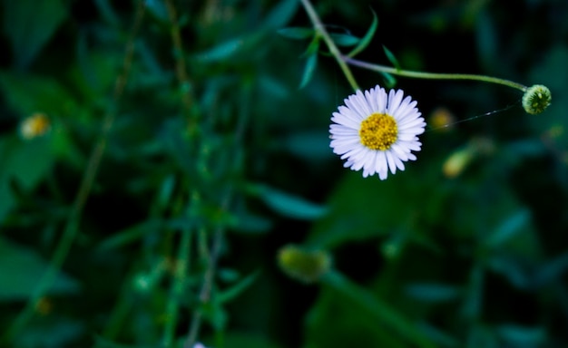 Weiße Gänseblümchen-Blume