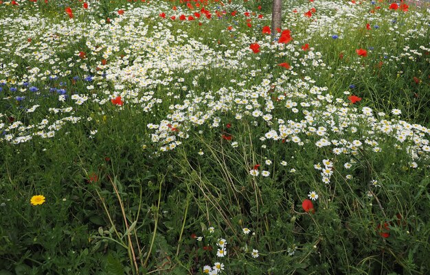 Weiße Gänseblümchen-Blume