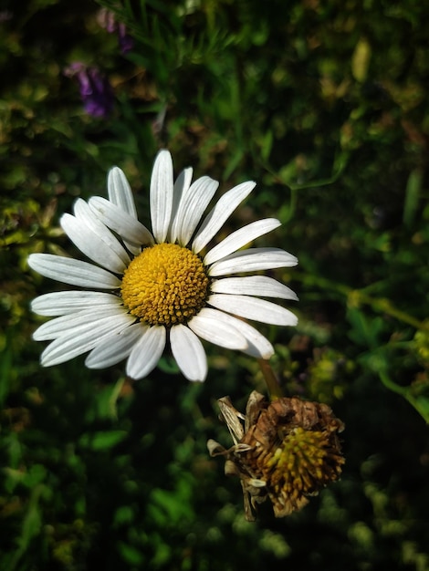 Weiße Gänseblümchen im Feld