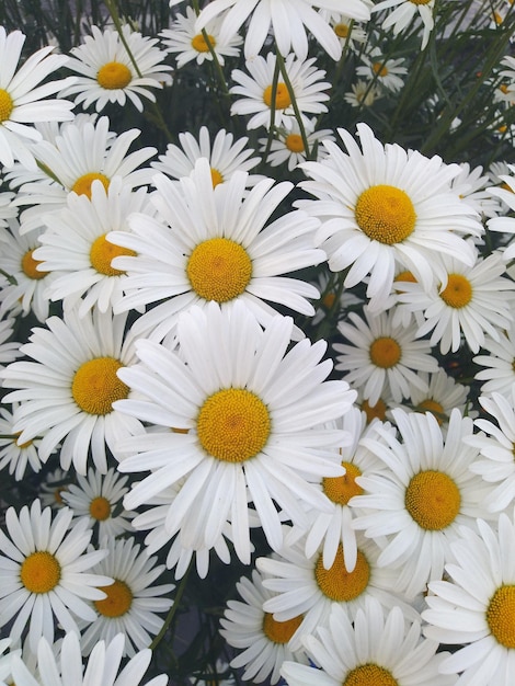 Weiße Gänseblümchen im Garten