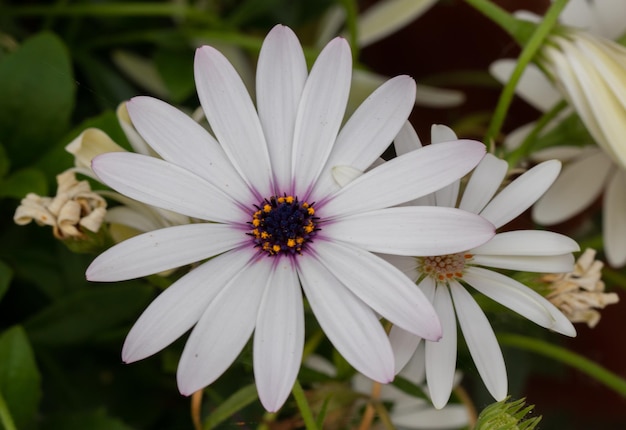 Weiße Gänseblümchen im Garten