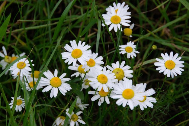 Weiße Gänseblümchen im Gras