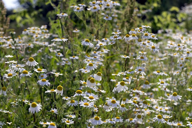 Weiße Gänseblümchen im Sommer auf dem Feld