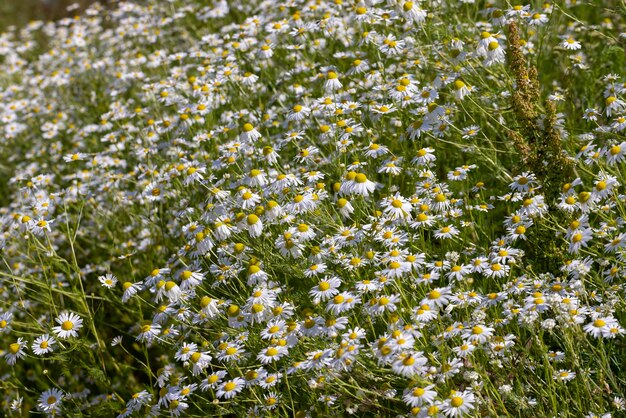 Weiße Gänseblümchen im Sommer auf dem Feld