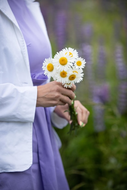 Weiße Gänseblümchen in den Händen einer jungen Frau, die auf einem Rasen in einem von Lupinen umgebenen Feld steht