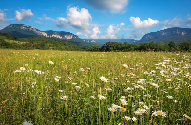 Weiße Gänseblümchen in voller Blüte im Sommer. Blumen auf dem Feld nahe den Bergen.