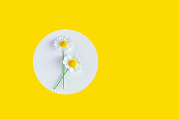 Foto weiße gänseblümchen-kamillenblüte vor weißem hintergrund. kreativer stilllebensommer, frühlingskonzept. grußkarte im flachen laienstil. platz kopieren.