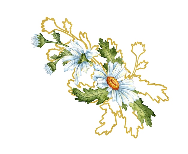 Weiße Gänseblümchen und braune Umrisse auf einem weißen Hintergrund Freihand Aquarellzeichnung