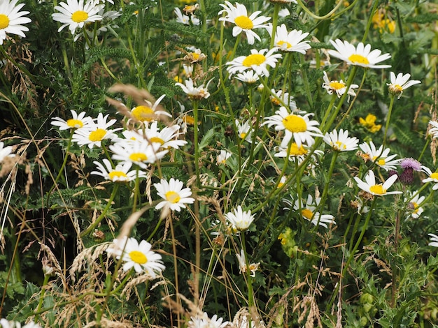 Weiße Gänseblümchenblume