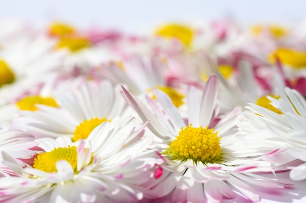 weiße Gänseblümchenblumen mit einem gelben Kern und den rosa Blumenblättern