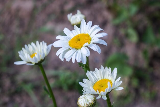 Weiße Gänseblümchenblumen schließen Kopienraum