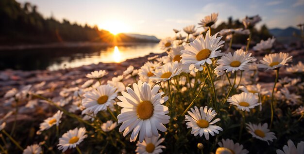 Foto weiße gänseblume meer untergehende sonne italien wild