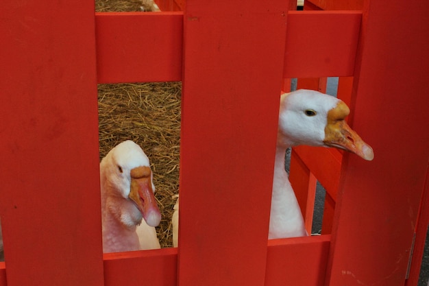 Weiße Gans auf trockenem Grasheu im Hinterhof der Tierfarm mit rotem Holzzaun. Hausvogel. Land