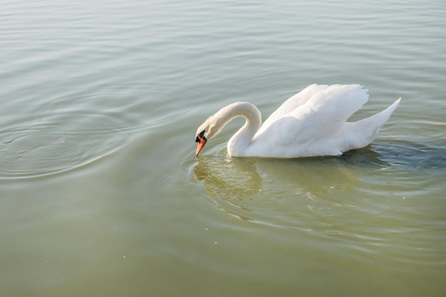 Weiße Gans im Teich und Blick auf Menschen konzentrieren sich selektiv