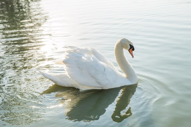 Weiße Gans im Teich und Blick auf Menschen konzentrieren sich selektiv