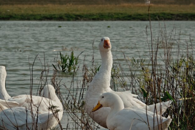 Weiße Gans in der Nähe von See. Entengans in der Natur bis zur letzten Stunde. Eine Herde weißer Gänse, die ihre Buddy-Zeit zusammen genießen