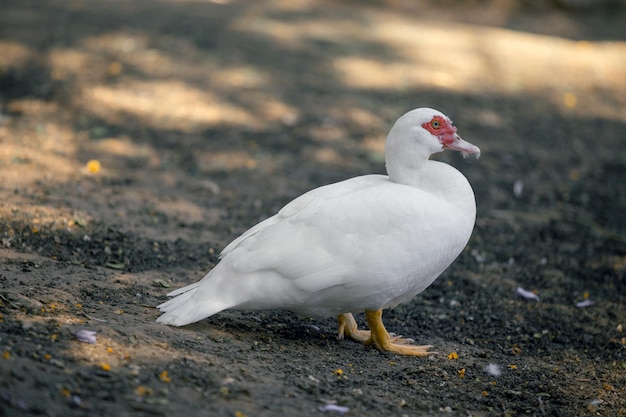 Weiße Gans in der Parknahaufnahme