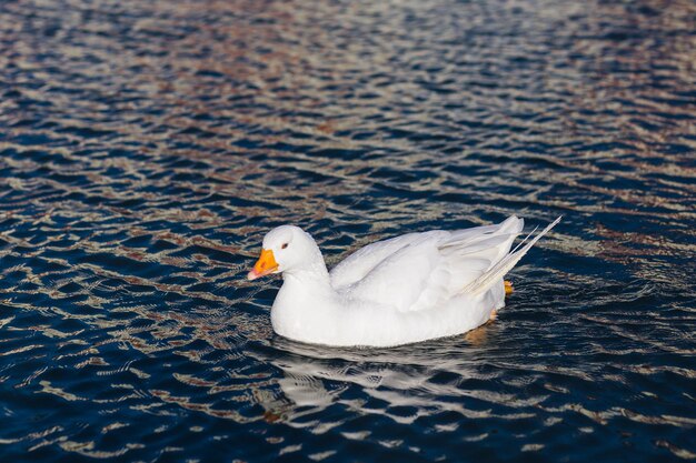 Weiße Gans mit orangefarbenem Schnabel auf dem Hintergrund einer wunderschönen Landschaft