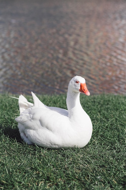 Weiße Gans mit orangefarbenem Schnabel sitzt auf dem Rasen vor dem Hintergrund des Sees