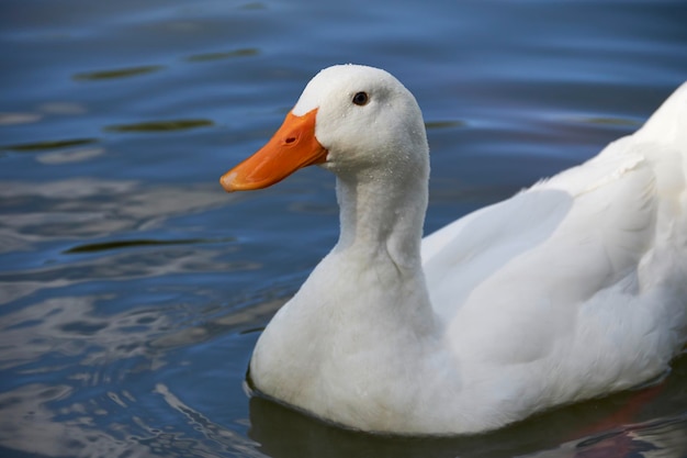 Weiße Gans schwimmt im Wasser