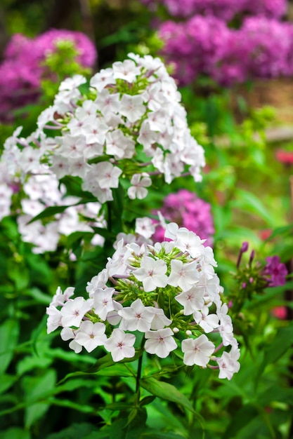 Weiße Garten-Phlox-Blume in der Natur