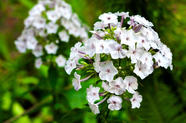 Weiße Garten-Phlox-Blume in der Natur