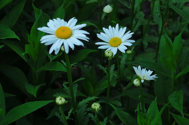 Weiße Gartenkamille wächst im Garten