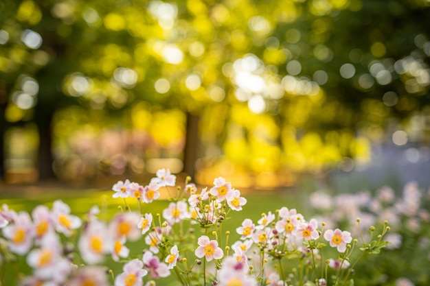 Weiße gelbe Anemonenblumen im Herbstwaldfeld. Ruhige Sonnenuntergangsnatur, Herbstgarten blüht