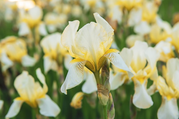 Weiße gelbe Irisblumen, die im Frühlingssommer blühen, saisonaler Blumenhintergrund