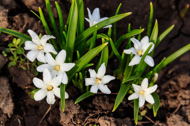 Weiße Gloryofthesnow Chionodoxa luciliae blüht im Frühling