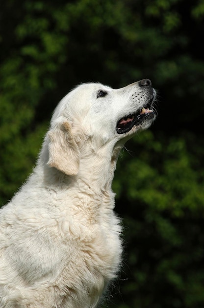 Foto weiße golden retriever schlampe sitzt