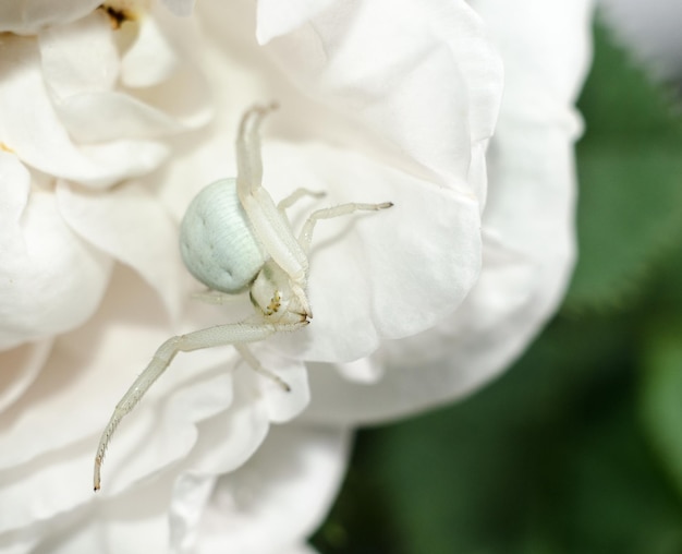 Weiße Goldrute Krabbenspinne imitiert die Farbe der Rosenblätter weiße Spinne auf der Blume