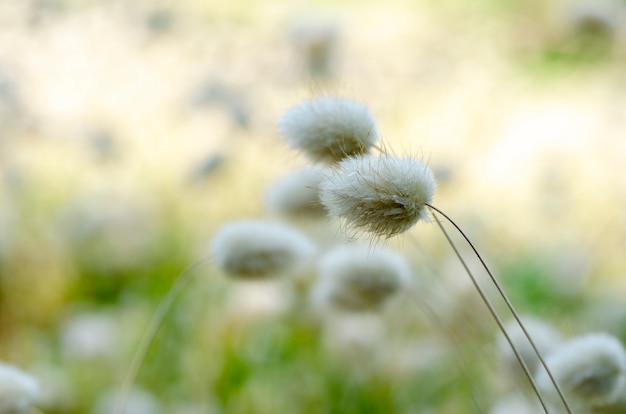 Weiße Grasblumen mit unscharfem Hintergrund