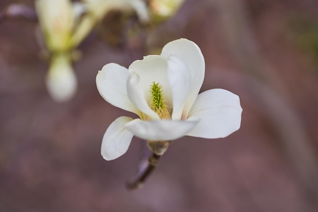 Weiße große Magnolie