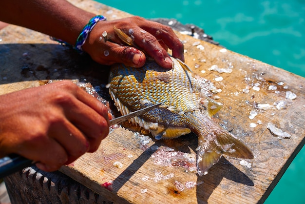 weiße grunzenfische entspannen sich in der karibik