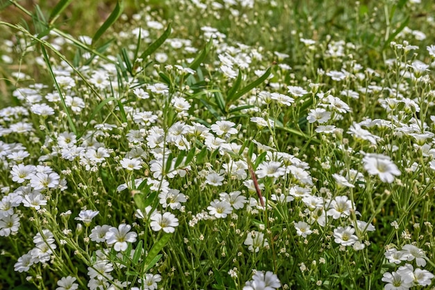 Weiße Gypsophila blüht anmutig im Gras