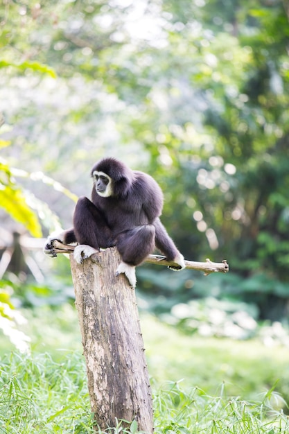 Weiße Hand Gibbon Affe